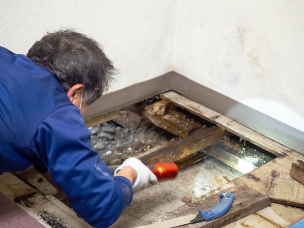 Best Post-Flood Mold Remediation in Sherwood, OH